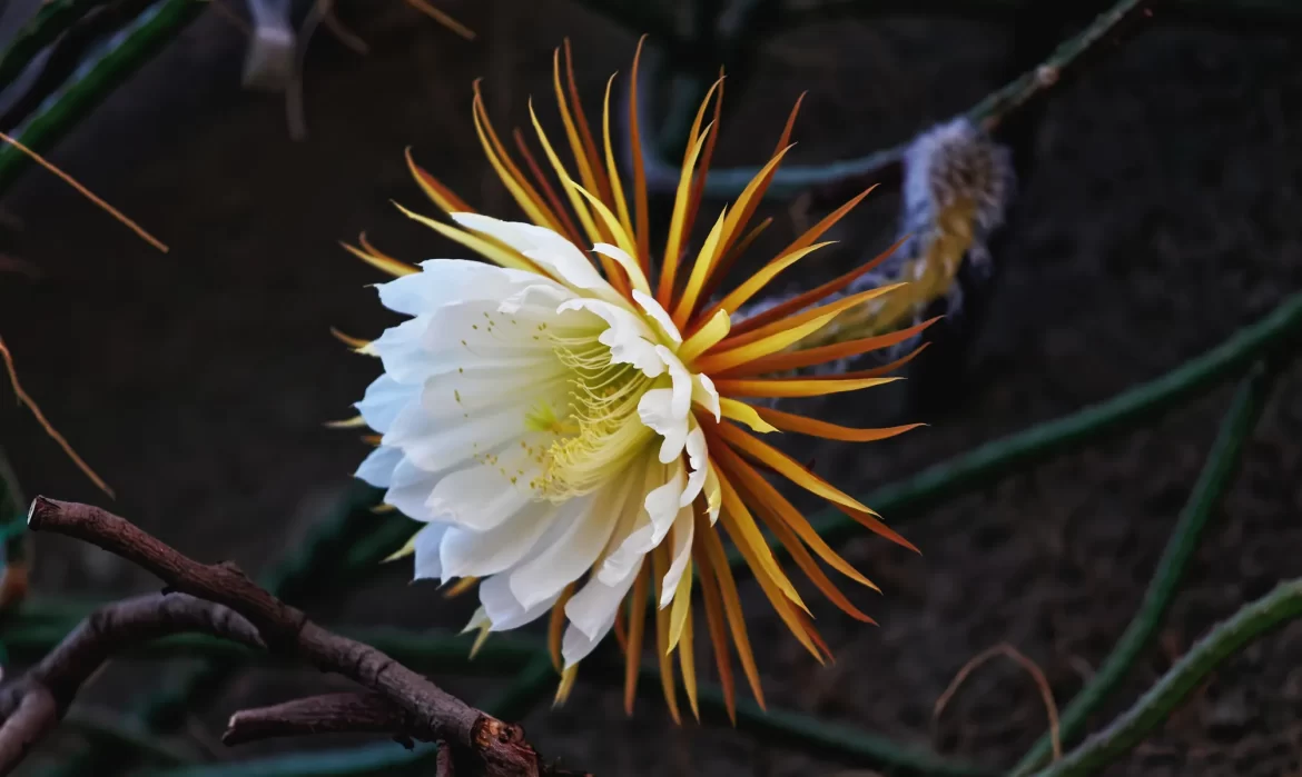Fiore di Selenicereus